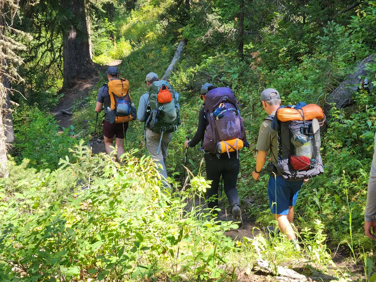 A group of backpackers with full packs walking single file up a sunlit forest trail through thick green brush.